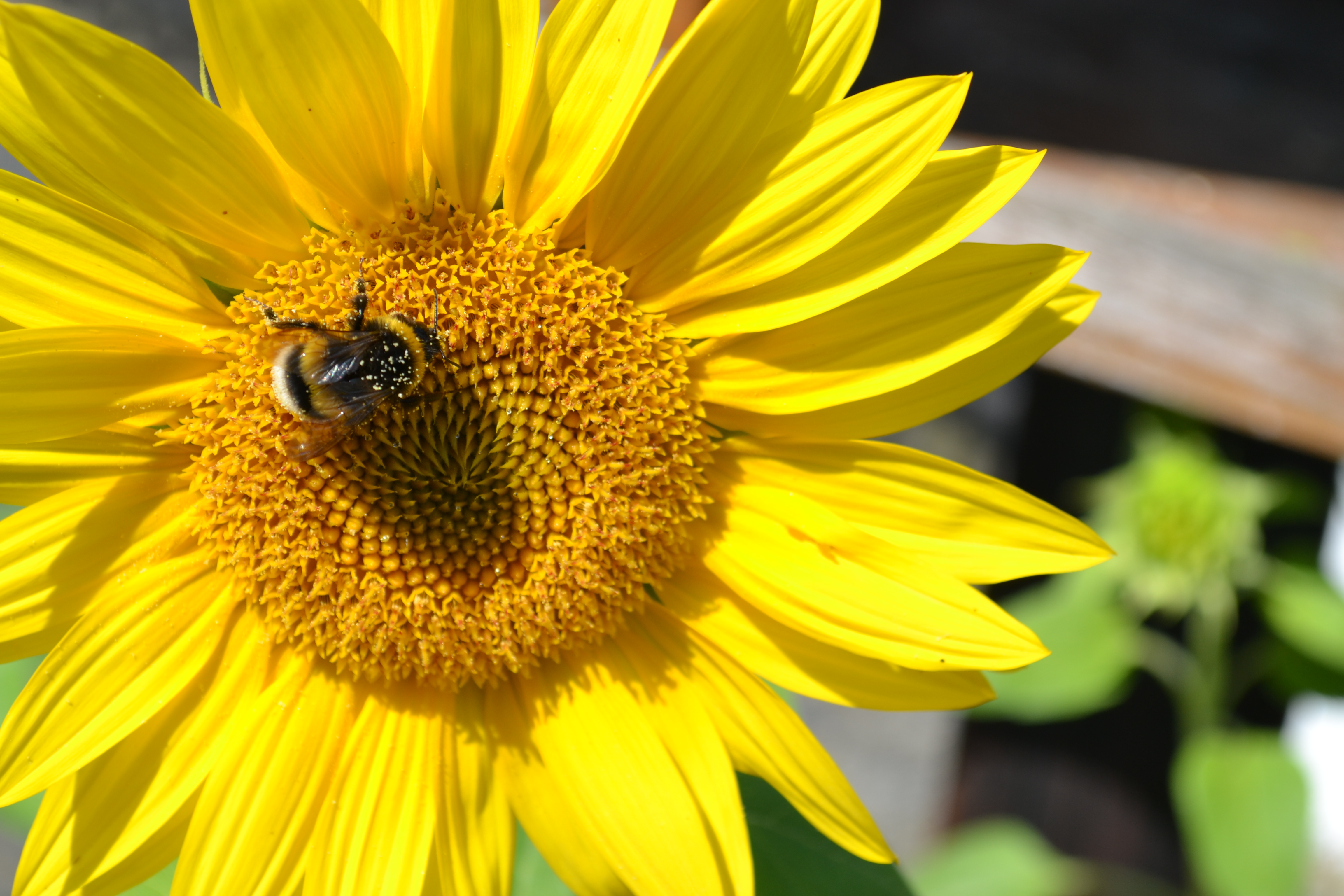 Stadt Hennef wird aktiv gegen Insektensterben
